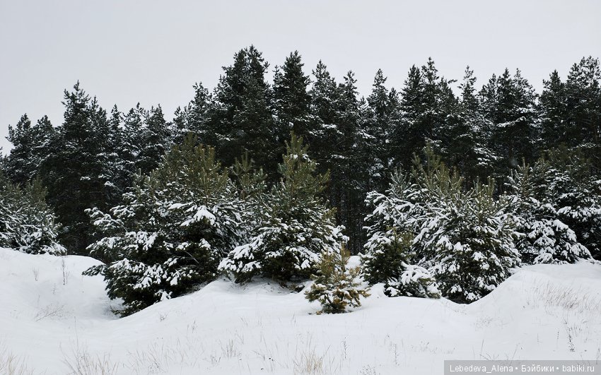 Зима и псы — Болталка и разговоры обо всем: жизнь (фото 3)