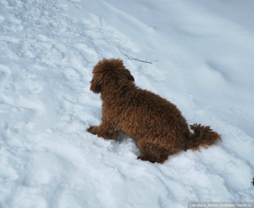 Зима и псы — Болталка и разговоры обо всем: жизнь