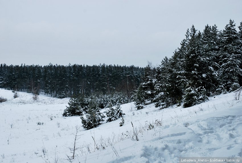 Зима и псы — Болталка и разговоры обо всем: жизнь (фото 7)
