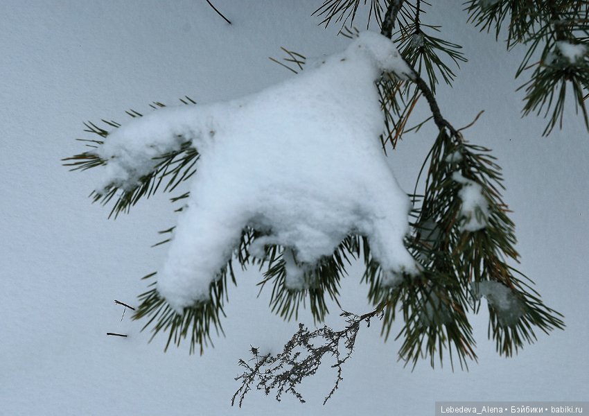 Зима и псы — Болталка и разговоры обо всем: жизнь (фото 4)