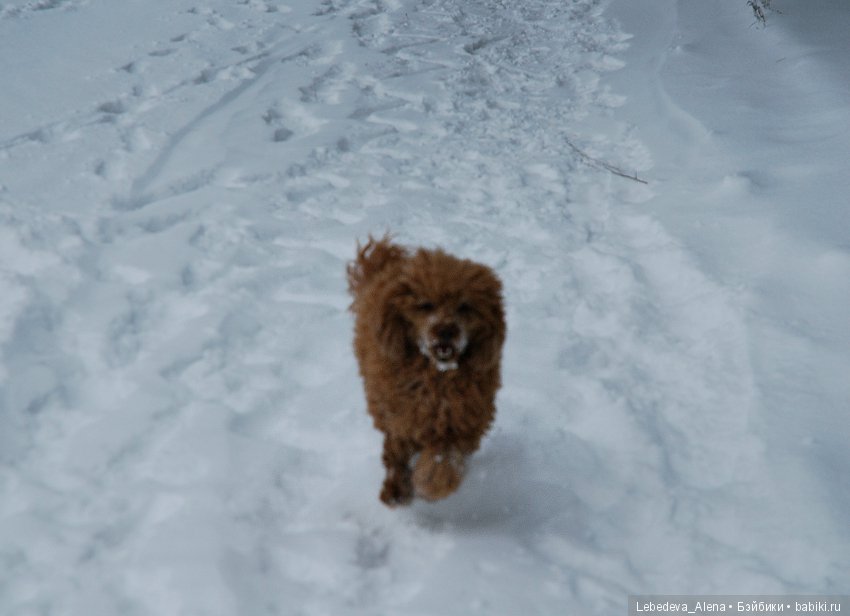 Зима и псы — Болталка и разговоры обо всем: жизнь