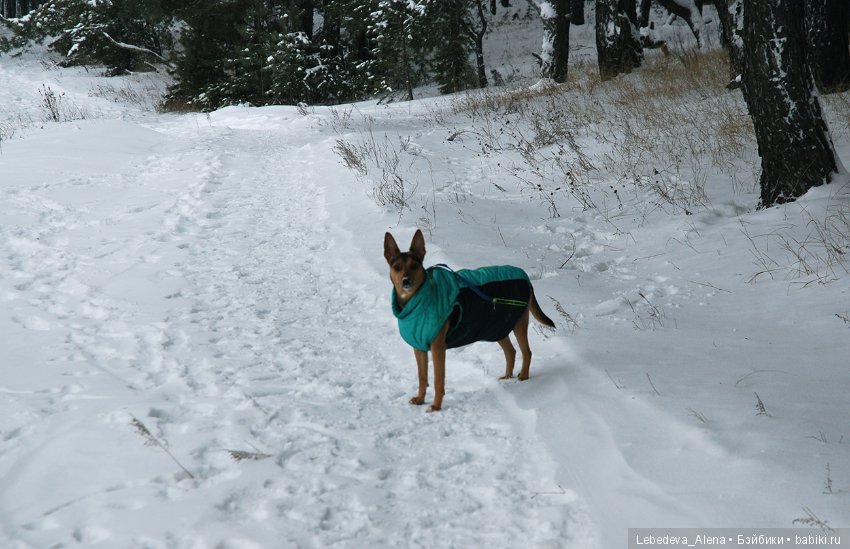 Зима и псы — Болталка и разговоры обо всем: жизнь