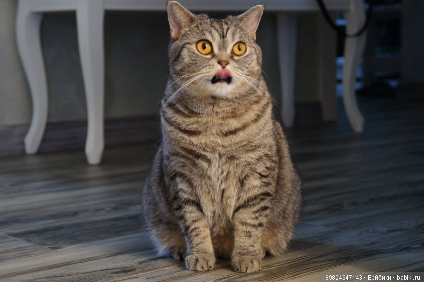 Любовь с первого взгляда. Sonneberg