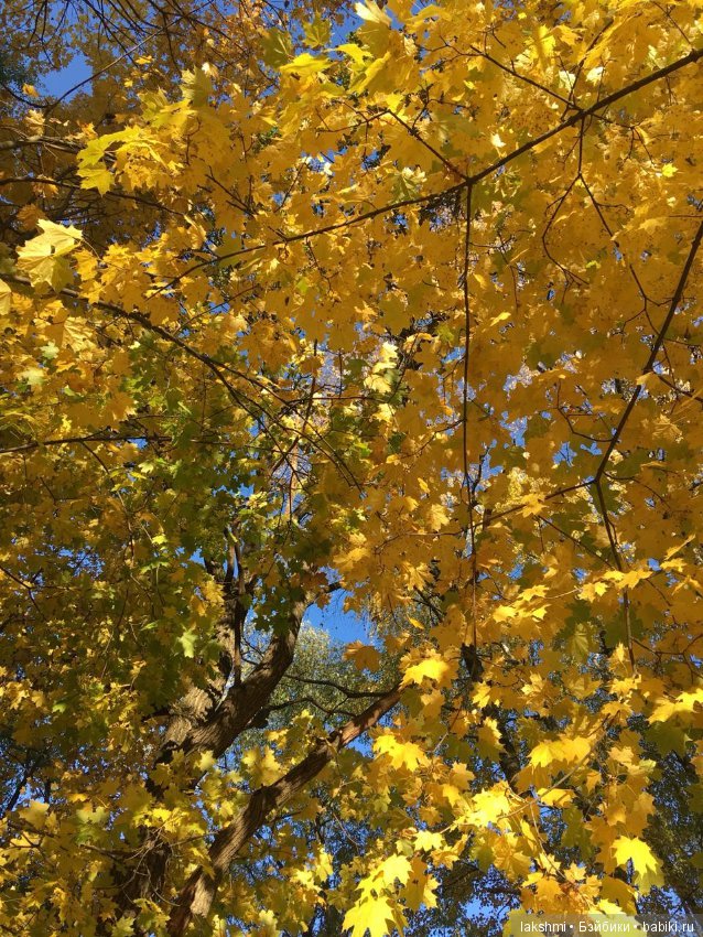 Немного осени с Врен, Оливией и вихтелями