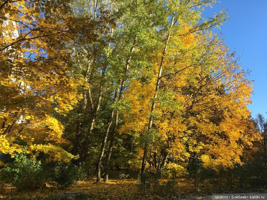 Немного осени с Врен, Оливией и вихтелями