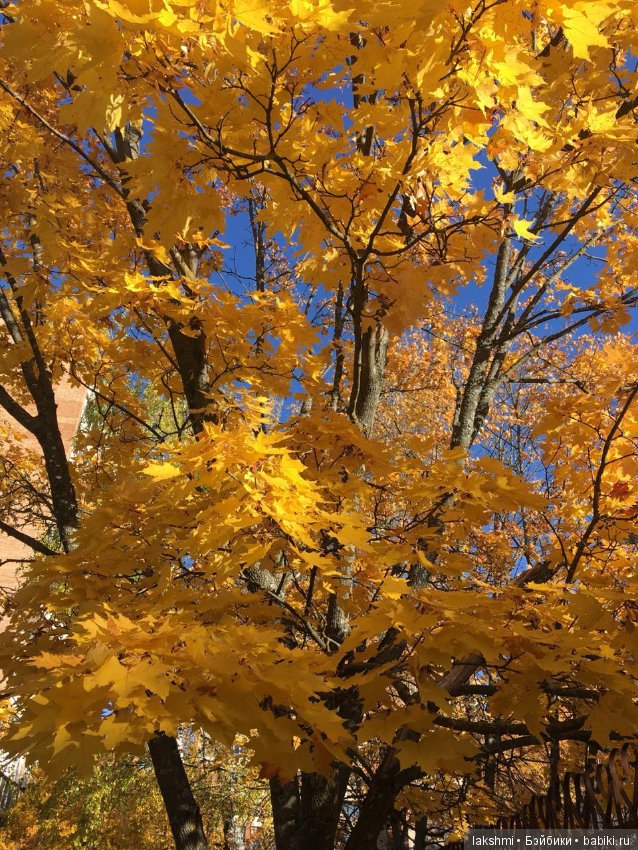 Немного осени с Врен, Оливией и вихтелями