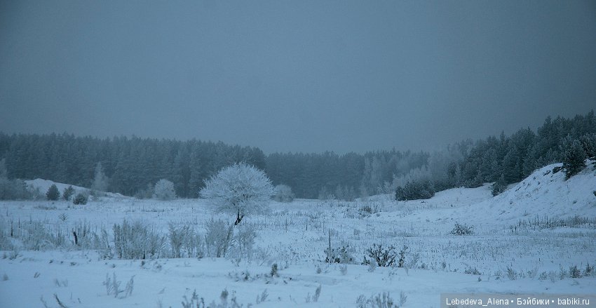 Рождественская природа — Болталка и разговоры обо всем: жизнь (фото 6)