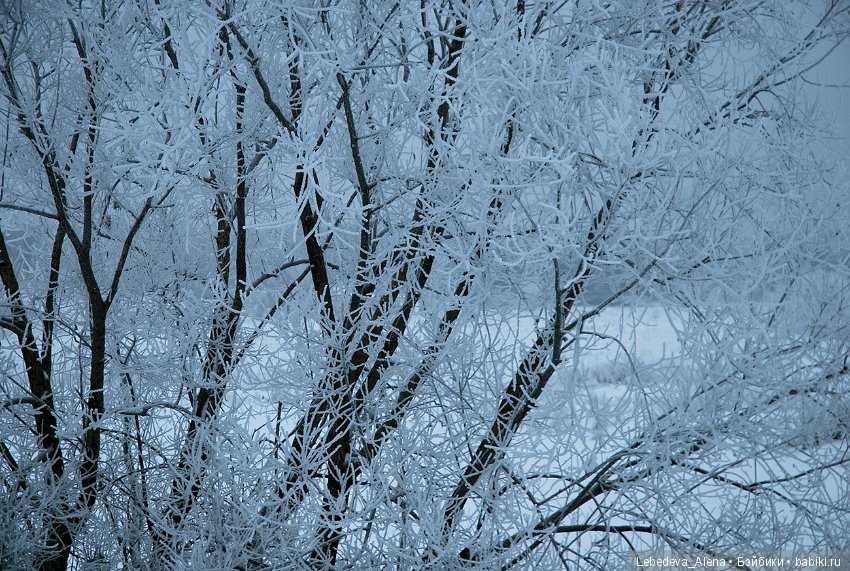 Рождественская природа — Болталка и разговоры обо всем: жизнь (фото 3)