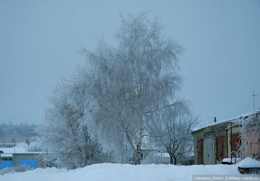 Рождественская природа — Болталка и разговоры обо всем: жизнь (фото 10)