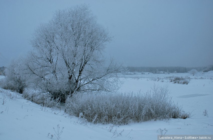 Рождественская природа — Болталка и разговоры обо всем: жизнь (фото 5)