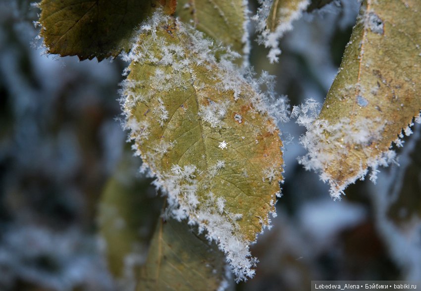 Рождественская природа — Болталка и разговоры обо всем: жизнь