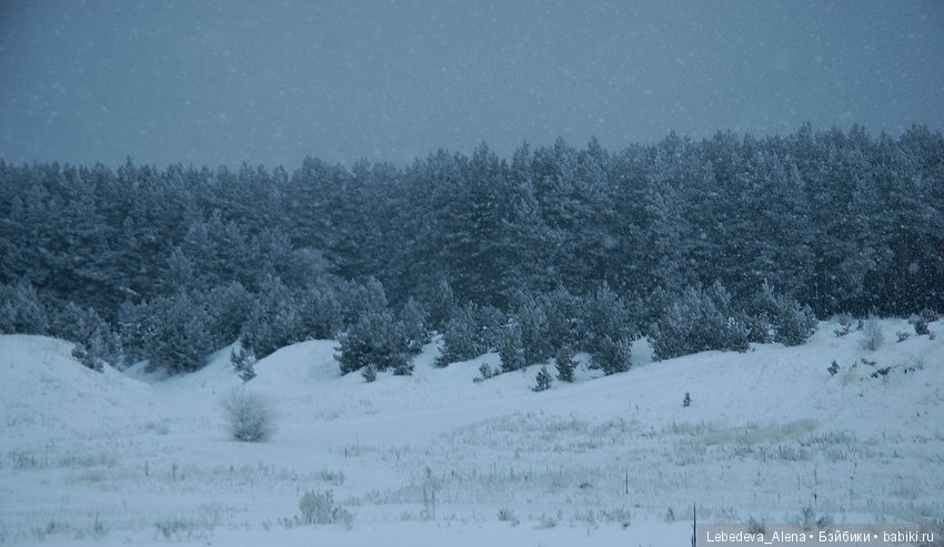 Рождественская природа — Болталка и разговоры обо всем: жизнь (фото 9)