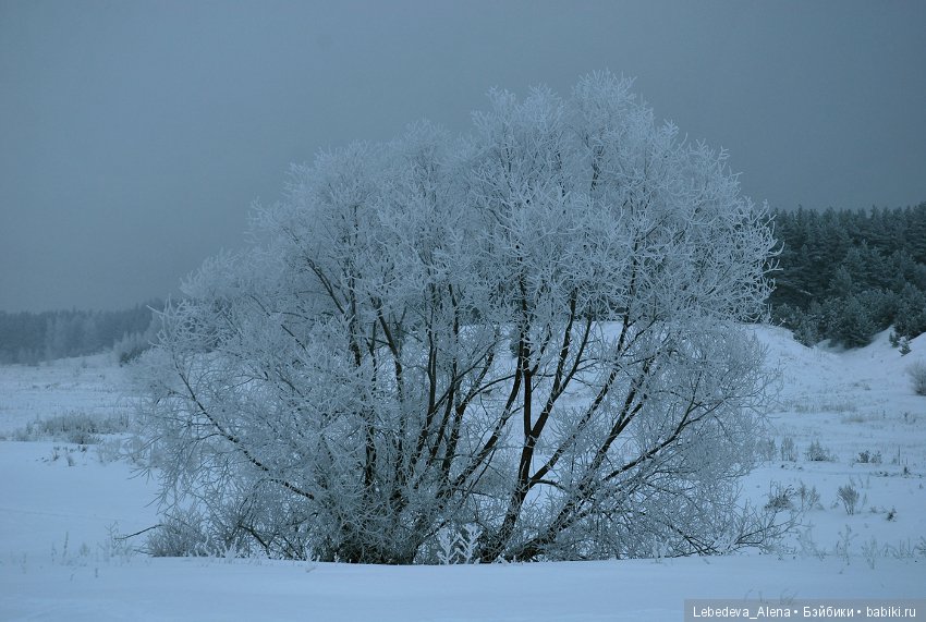 Рождественская природа — Болталка и разговоры обо всем: жизнь