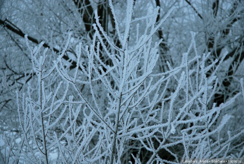 Рождественская природа — Болталка и разговоры обо всем: жизнь (фото 2)