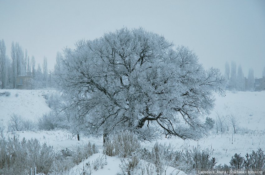 Рождественская природа — Болталка и разговоры обо всем: жизнь (фото 4)