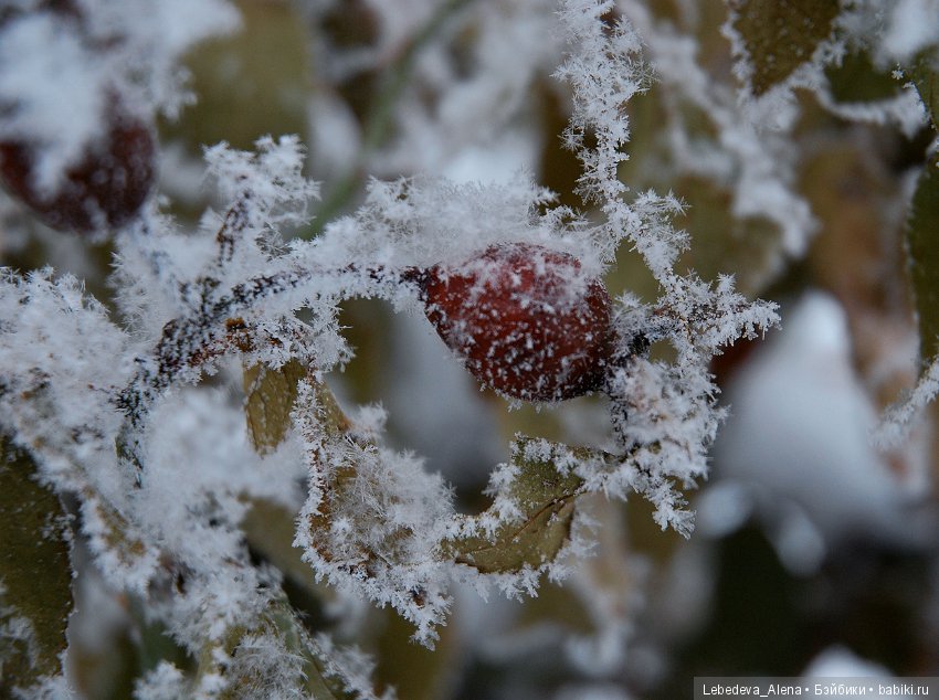 Рождественская природа — Болталка и разговоры обо всем: жизнь
