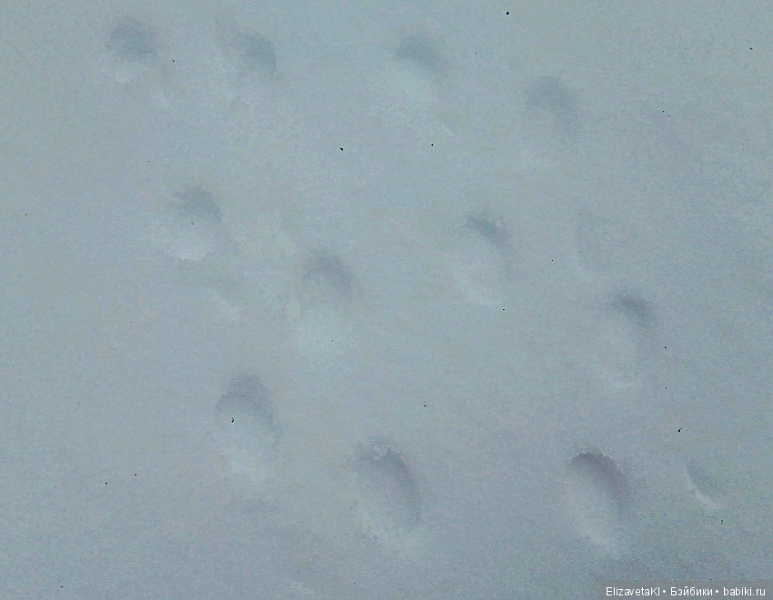 Руководство, как найти норку реалика зимой. Realpuki. 16 часть