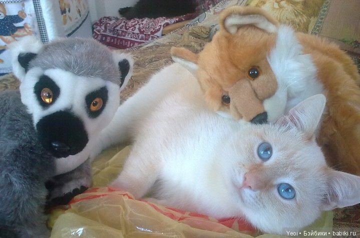 Зверюшки, которые нравятся (фото 10)