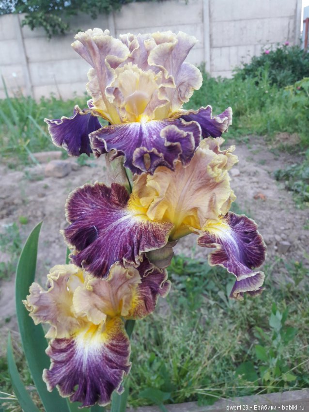 "Дивный сад" или я скучаю по саду(коллекция ирисов)