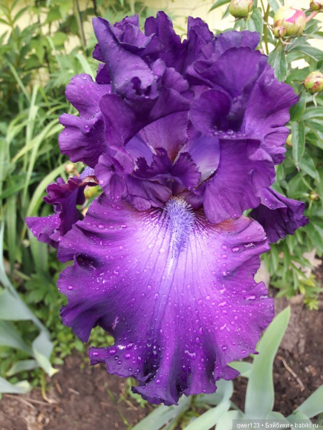 "Дивный сад" или я скучаю по саду(коллекция ирисов) (фото 4)