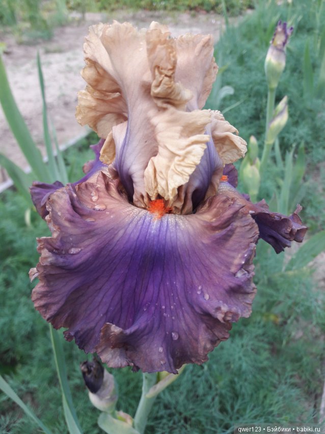 "Дивный сад" или я скучаю по саду(коллекция ирисов)