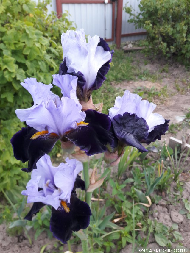 "Дивный сад" или я скучаю по саду(коллекция ирисов) (фото 9)