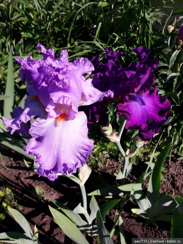 "Дивный сад" или я скучаю по саду(коллекция ирисов) (фото 10)
