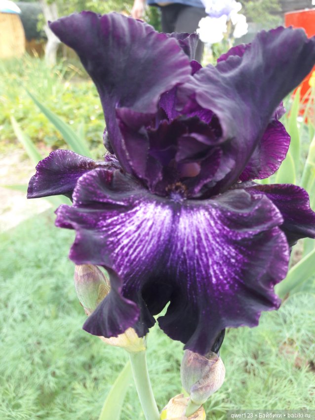 "Дивный сад" или я скучаю по саду(коллекция ирисов)