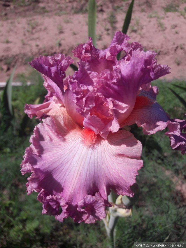 "Дивный сад" или я скучаю по саду(коллекция ирисов) (фото 7)