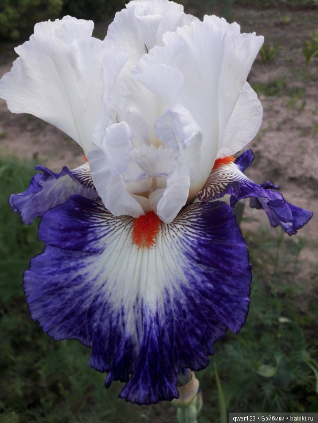 "Дивный сад" или я скучаю по саду(коллекция ирисов)