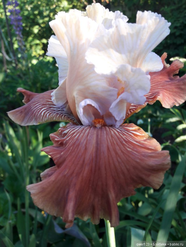 "Дивный сад" или я скучаю по саду(коллекция ирисов) (фото 6)