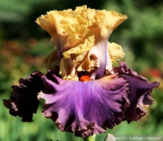 "Дивный сад" или я скучаю по саду(коллекция ирисов)