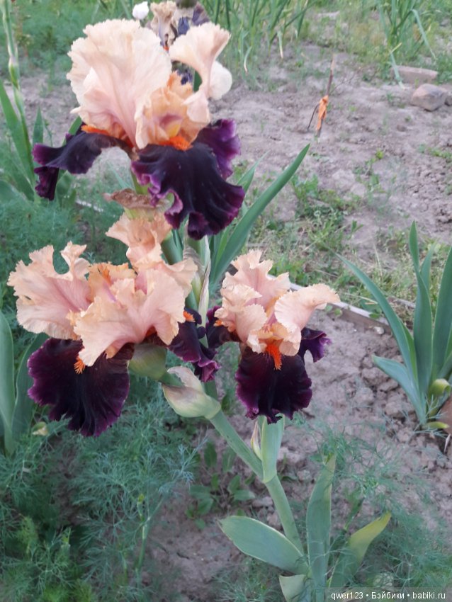 "Дивный сад" или я скучаю по саду(коллекция ирисов) (фото 8)