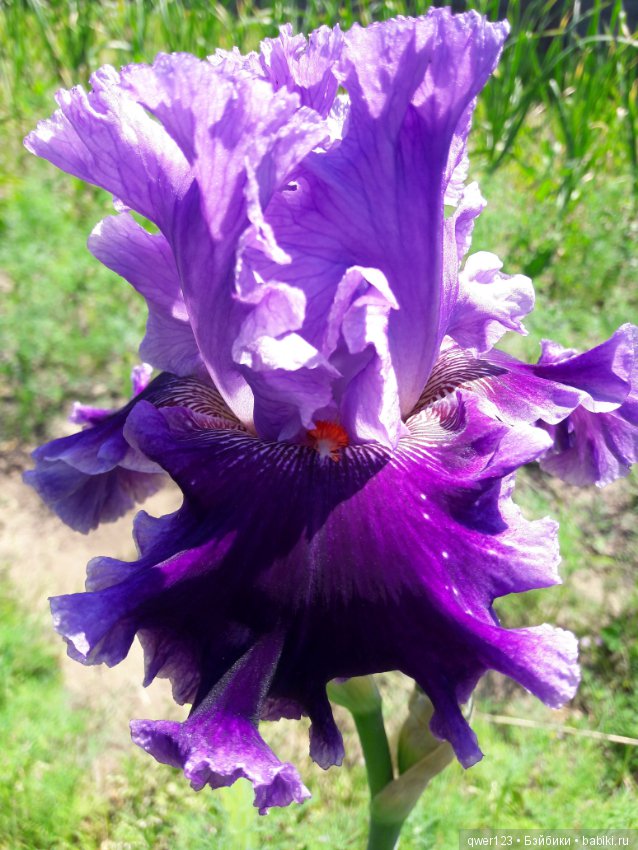 "Дивный сад" или я скучаю по саду(коллекция ирисов)