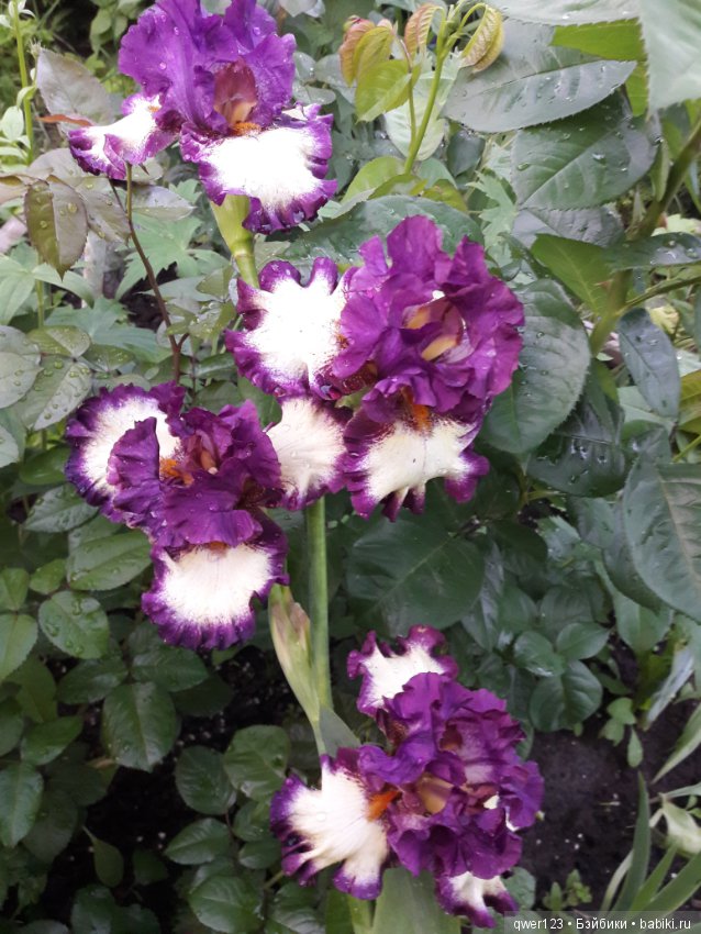 "Дивный сад" или я скучаю по саду(коллекция ирисов)