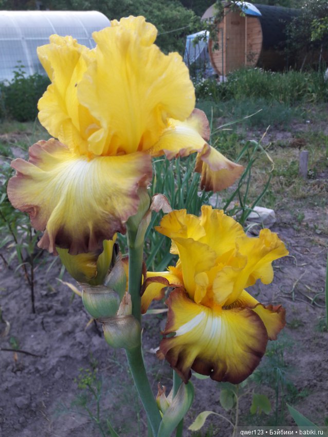 "Дивный сад" или я скучаю по саду(коллекция ирисов)