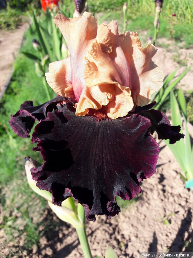 "Дивный сад" или я скучаю по саду(коллекция ирисов) (фото 5)