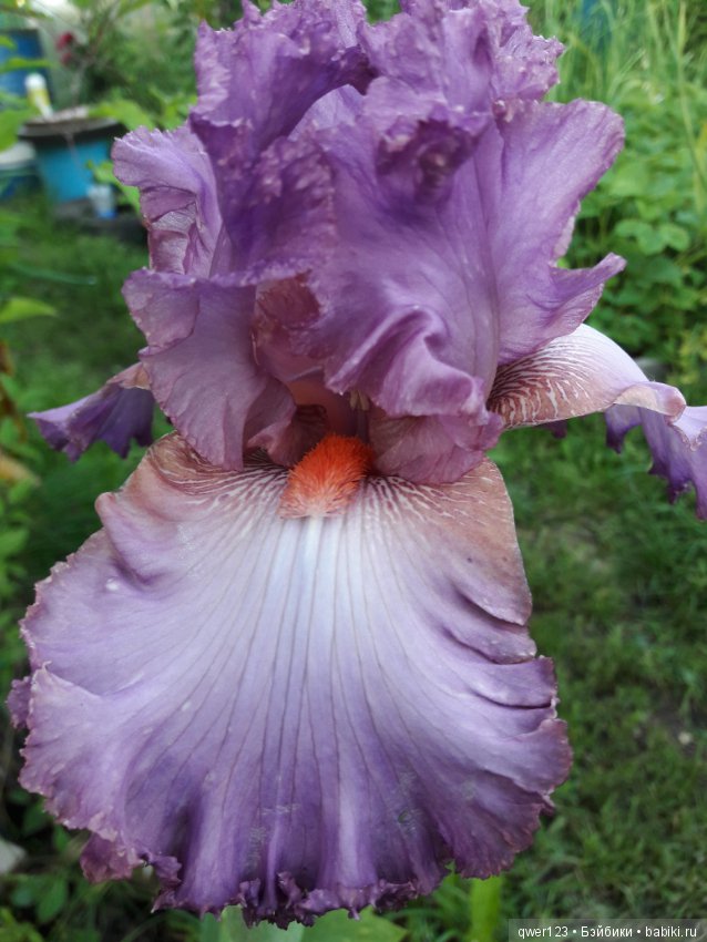 "Дивный сад" или я скучаю по саду(коллекция ирисов) (фото 3)