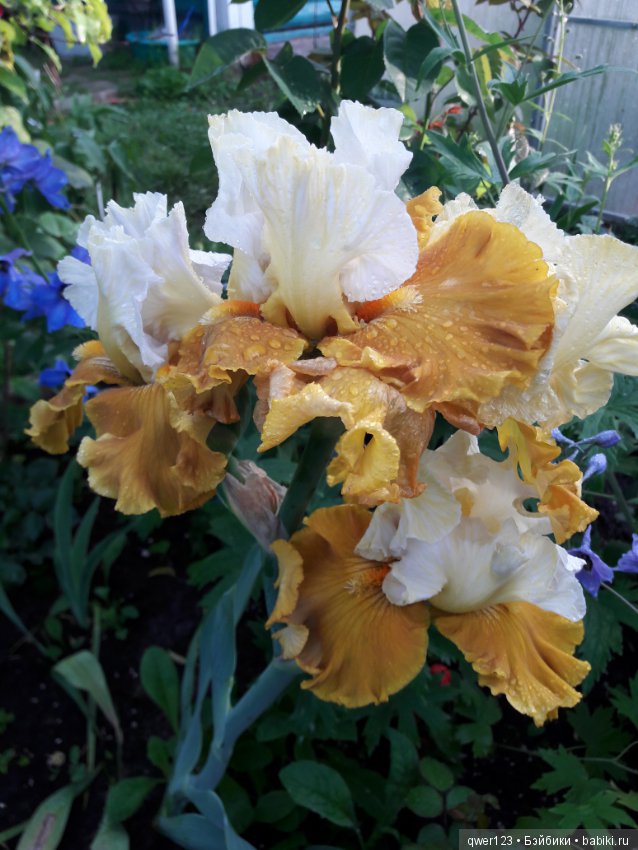 "Дивный сад" или я скучаю по саду(коллекция ирисов) (фото 2)