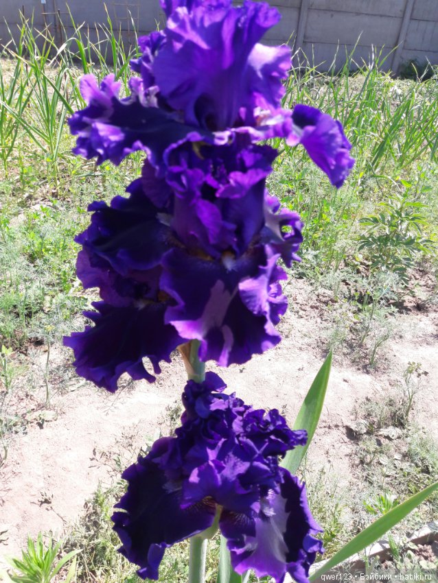 "Дивный сад" или я скучаю по саду(коллекция ирисов)
