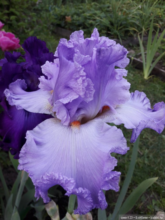 "Дивный сад" или я скучаю по саду(коллекция ирисов)