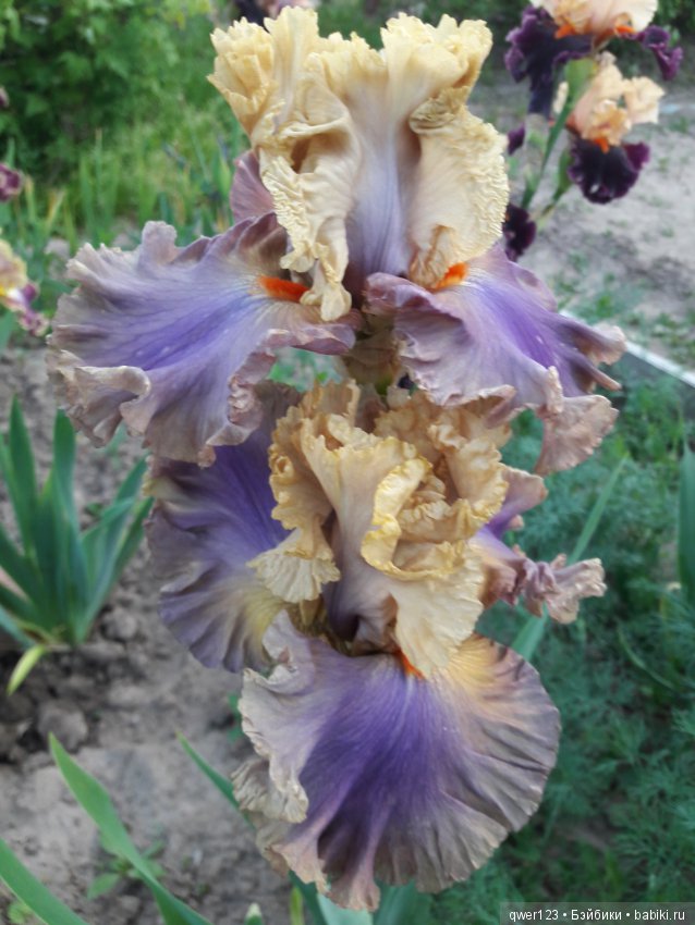 "Дивный сад" или я скучаю по саду(коллекция ирисов)