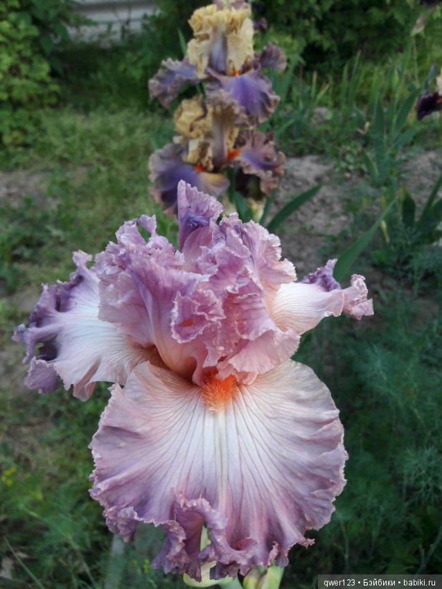 "Дивный сад" или я скучаю по саду(коллекция ирисов)