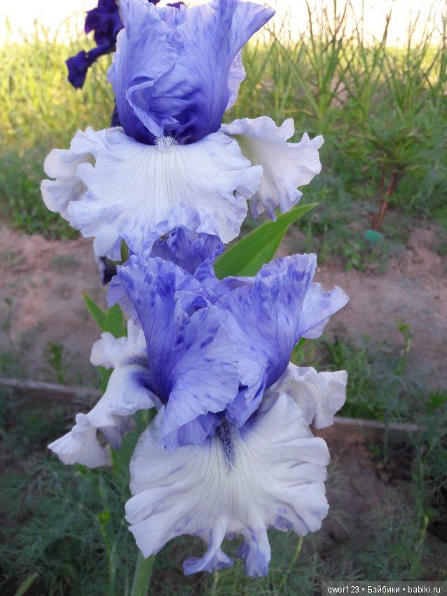 "Дивный сад" или я скучаю по саду(коллекция ирисов)