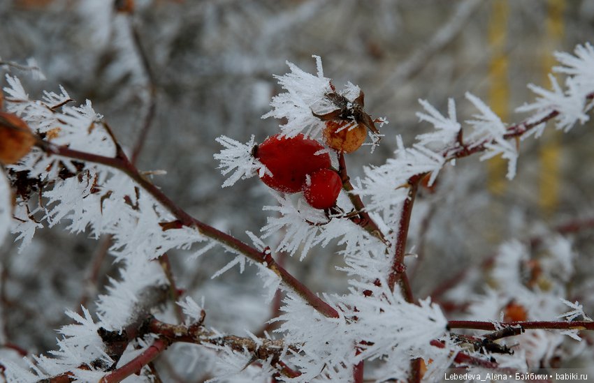 Марта и красивости — Фотоистории с куклами BJD (БЖД): сериалы (фото 2)