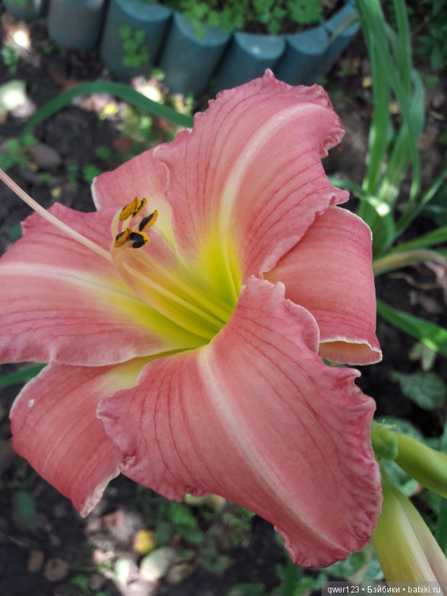 "Дивный сад" или я скучаю по саду(коллекция лилейников) (фото 2)