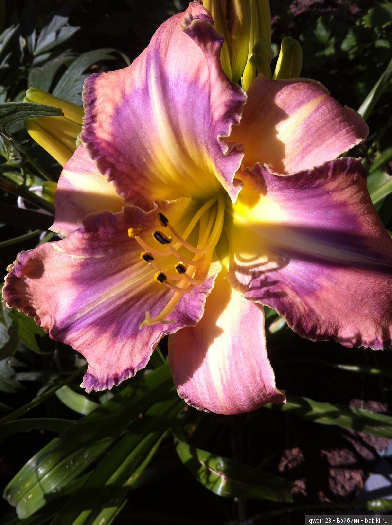 "Дивный сад" или я скучаю по саду(коллекция лилейников)