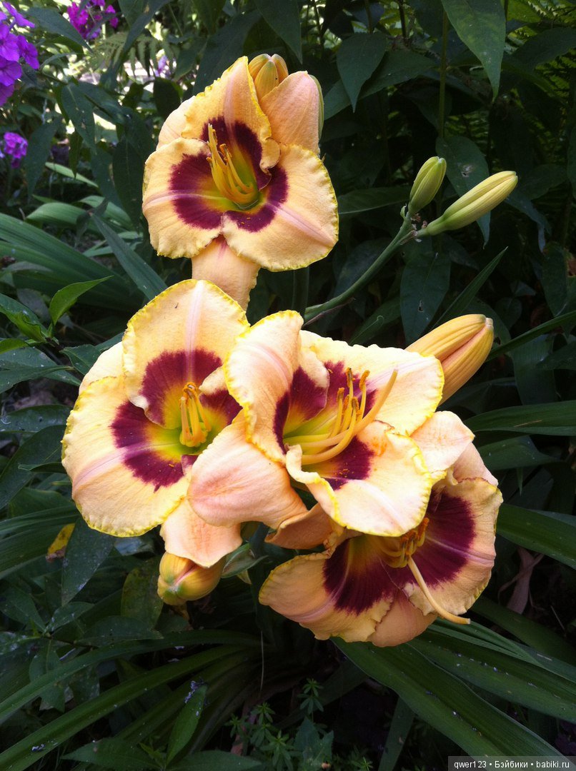 "Дивный сад" или я скучаю по саду(коллекция лилейников) (фото 8)