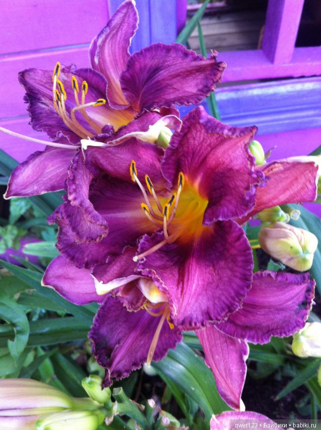 "Дивный сад" или я скучаю по саду(коллекция лилейников)