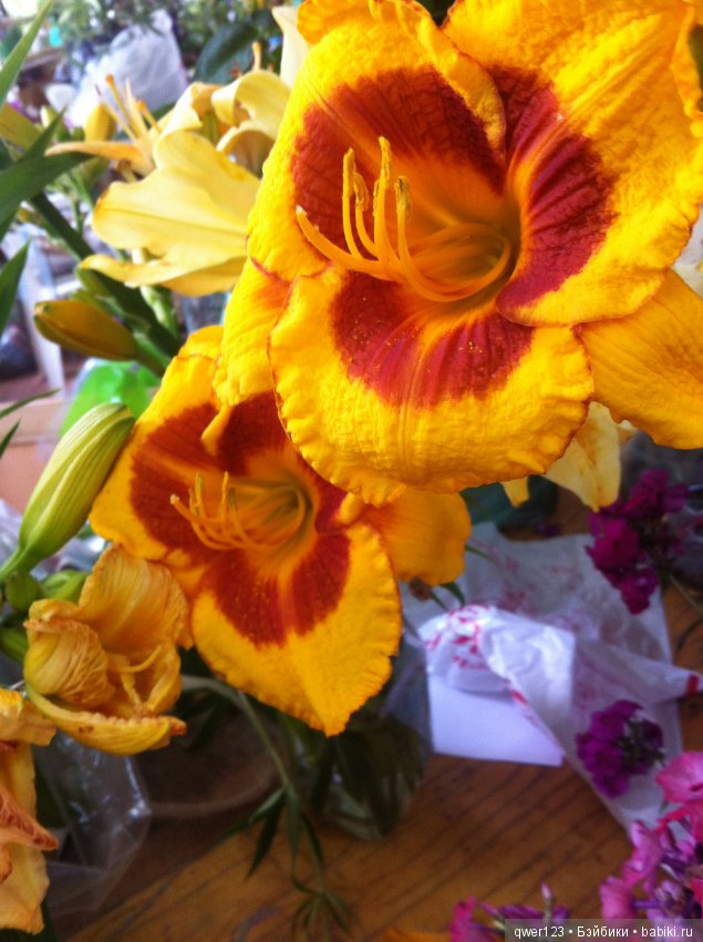 "Дивный сад" или я скучаю по саду(коллекция лилейников)